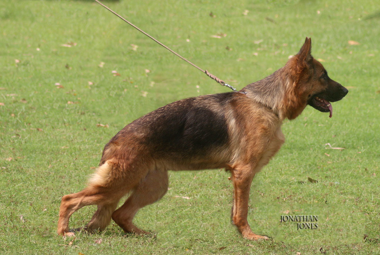 Only vom Ravizwinger