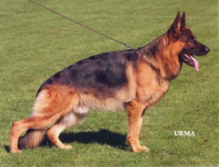 Eiko vom Haus Hazelda