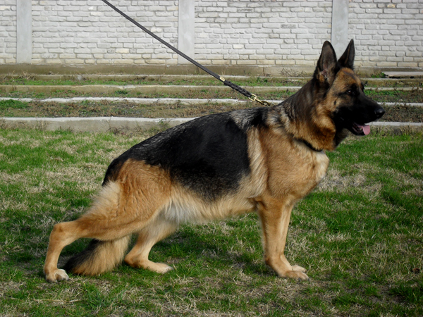 Schiwa von Bellissimo (H)