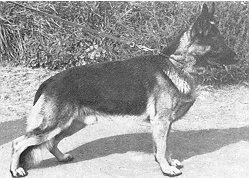 Jupp von der Murrenhütte