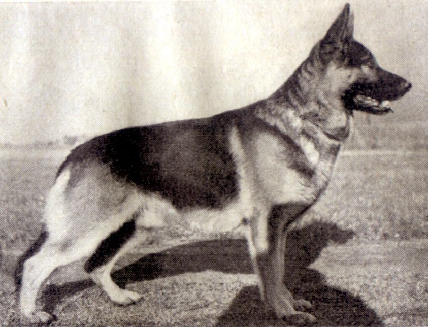 Condor vom Zollgrenzschutz-Haus