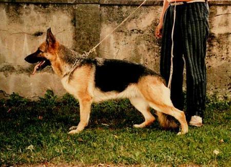 Xilla vom Trienzbachtal