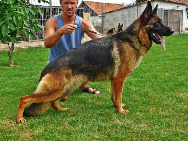 Shakira von Nord Wind