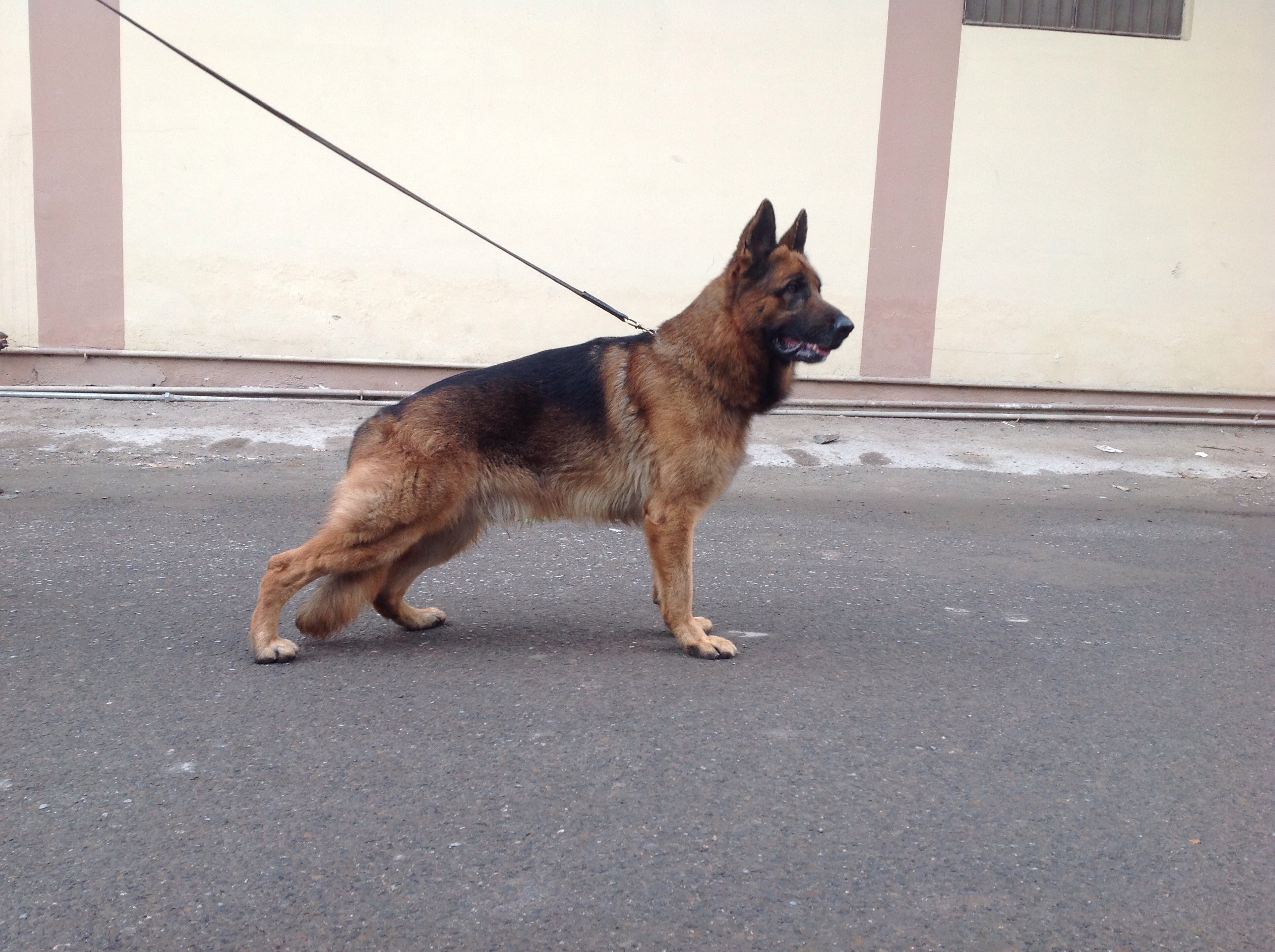 Armani vom Tiger Touch