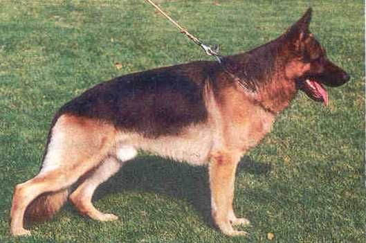 Yasso vom Wildsteiger Land