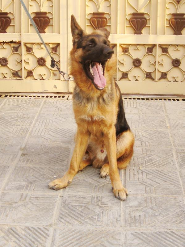 Orthys vom die Rassigan