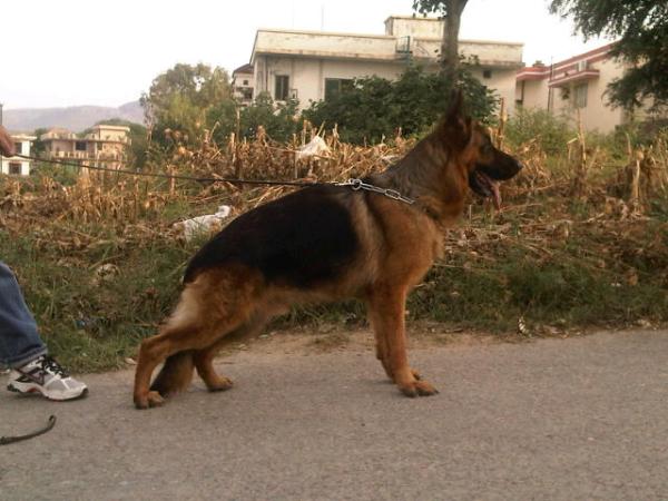 Cody Sugovicai Bácsőr