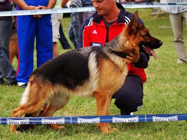 Diane vom Paulländer Hof (H)