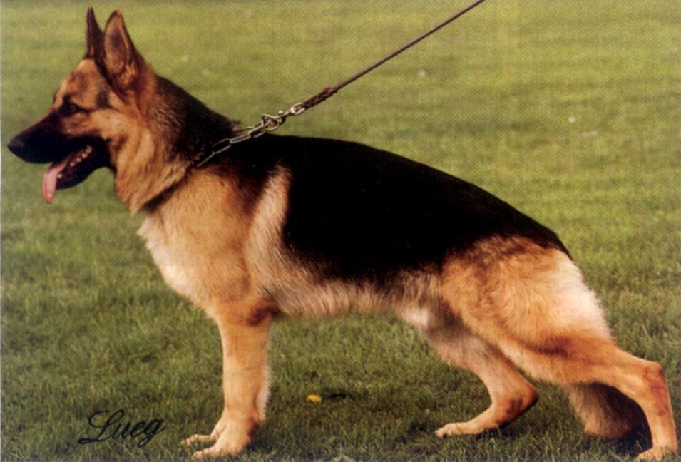 Gustl vom Wildsteiger Land