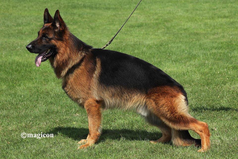 Iliano vom Fichtenschlag