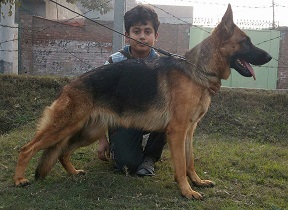 Eggo vom Bretta Kennel