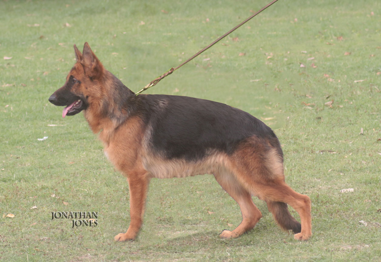 Athene vom Ravizwinger