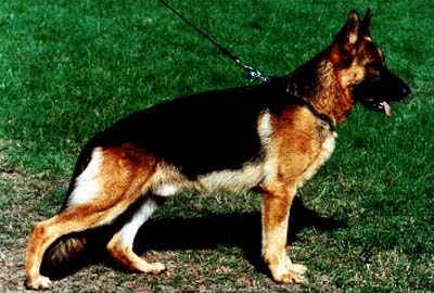 Jello von der Wienerau