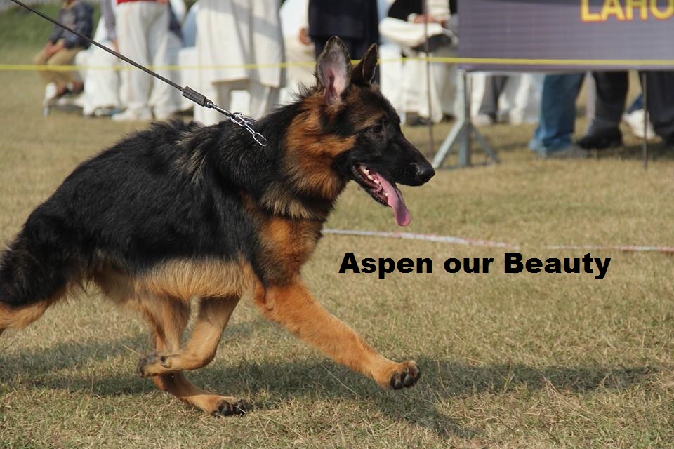 Aspen vom Dulls Kennel