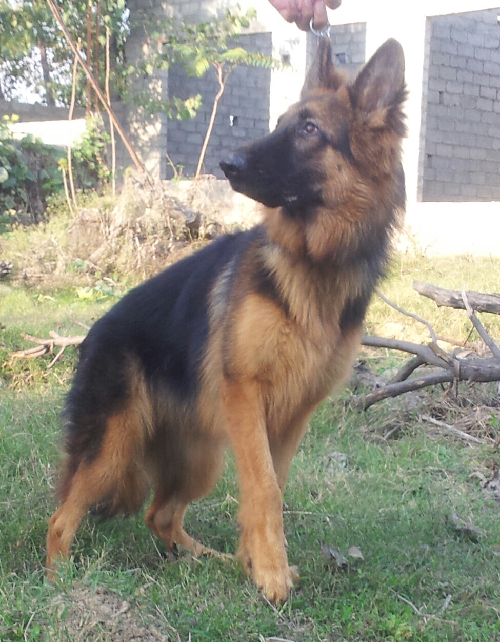 Aurora vom Dulls Kennel