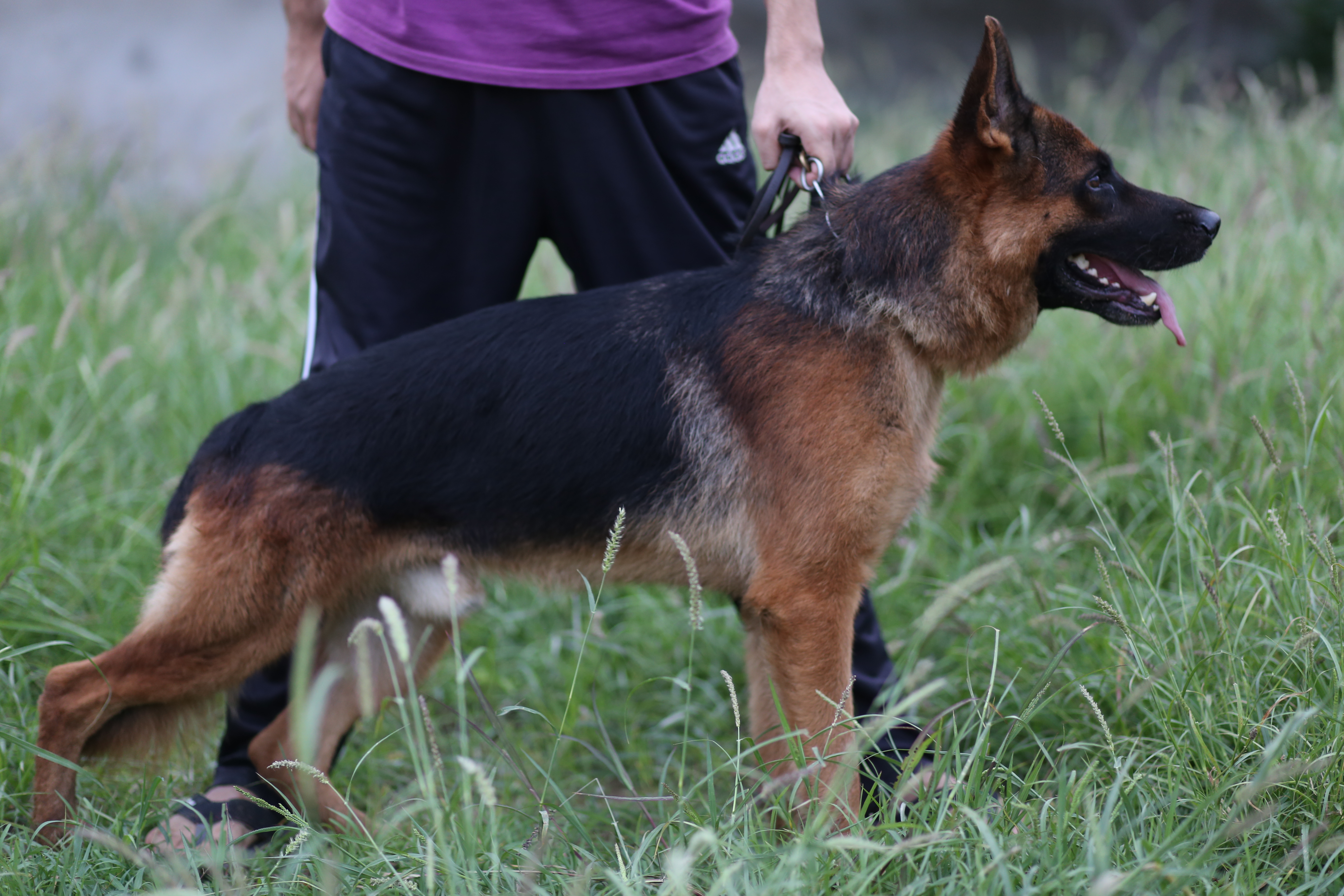 Champ vom Gujranwala King