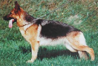 Ledi vom Bauhofer-Land