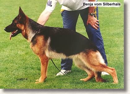 Benja vom Silberhals