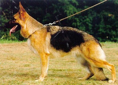 Thea vom Baronenwald