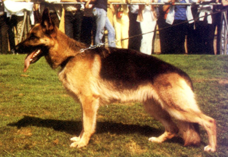 Ursa von der Wienerau