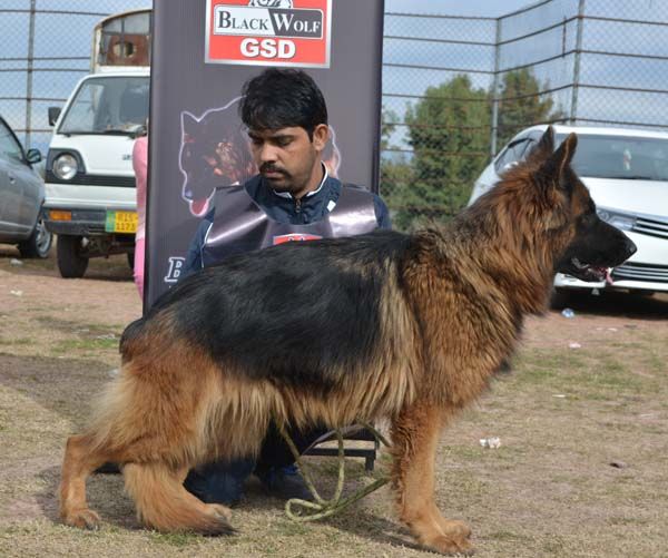 Fluffy vom Barenecke