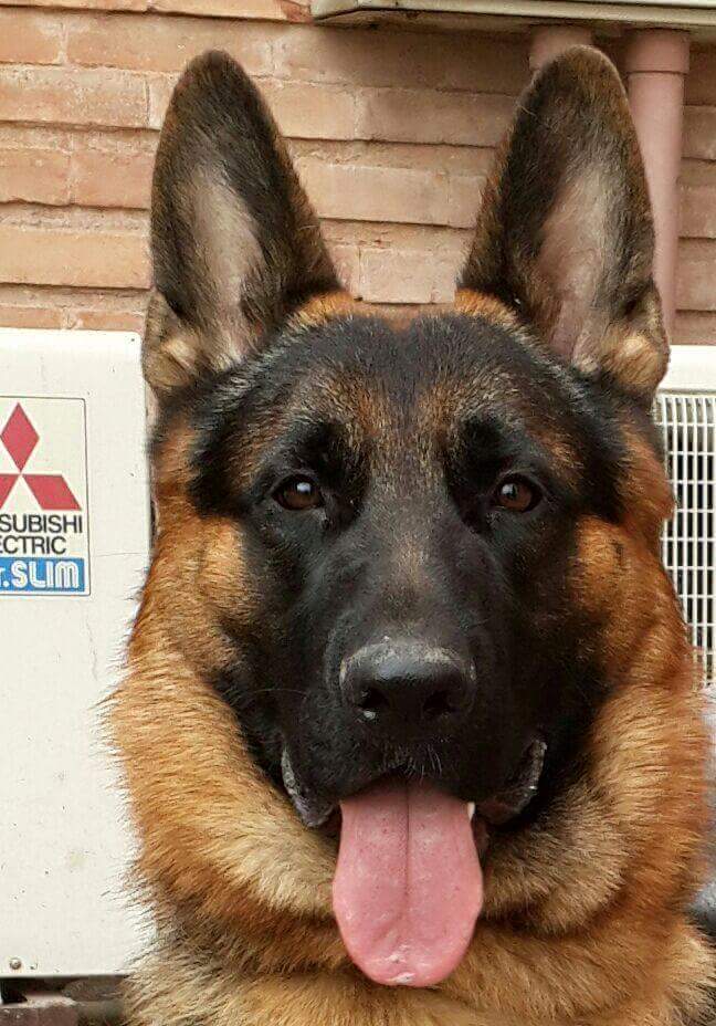 Black vom Black Pearl