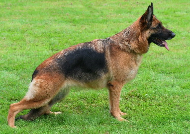 Anna vom Haus an der Wern