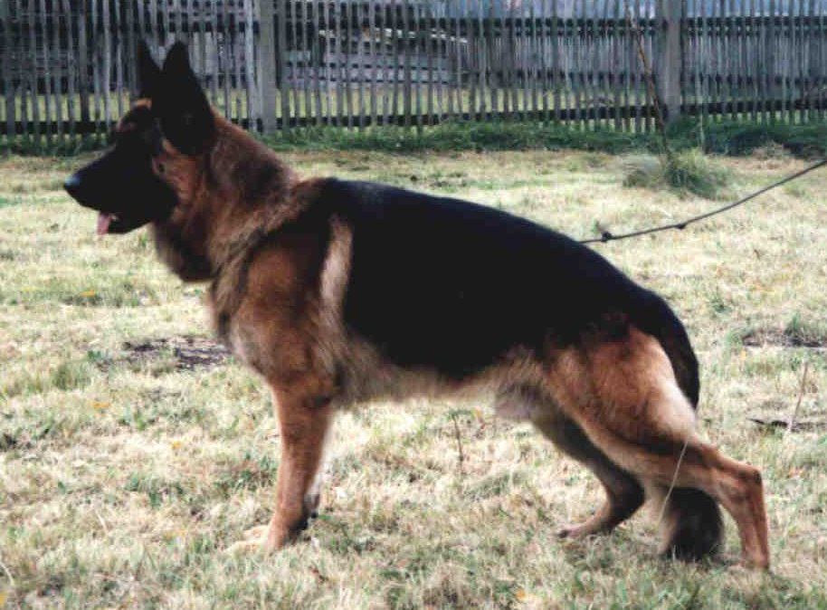 Cito vom Schmetterholz