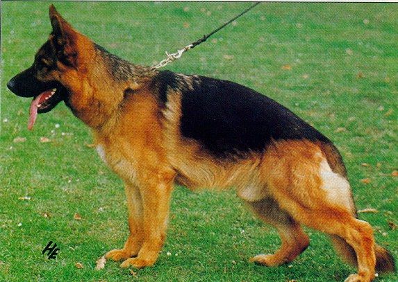 Tacko von der Wienerau