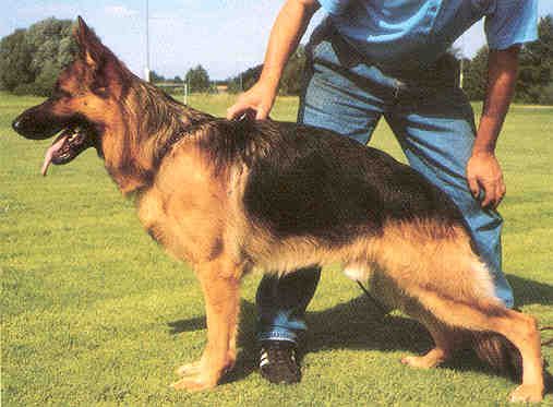 Nickor von der Holledau