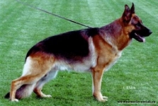 Harro vom Schloss Runding