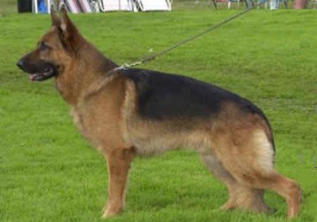 Emo von der Wienerau