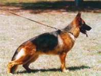 Iris de Bahia Grande