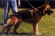 Falk von Isidora