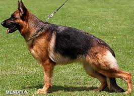 Oxana vom Schindbachtal