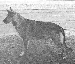 Rocco vom Stahlhammer