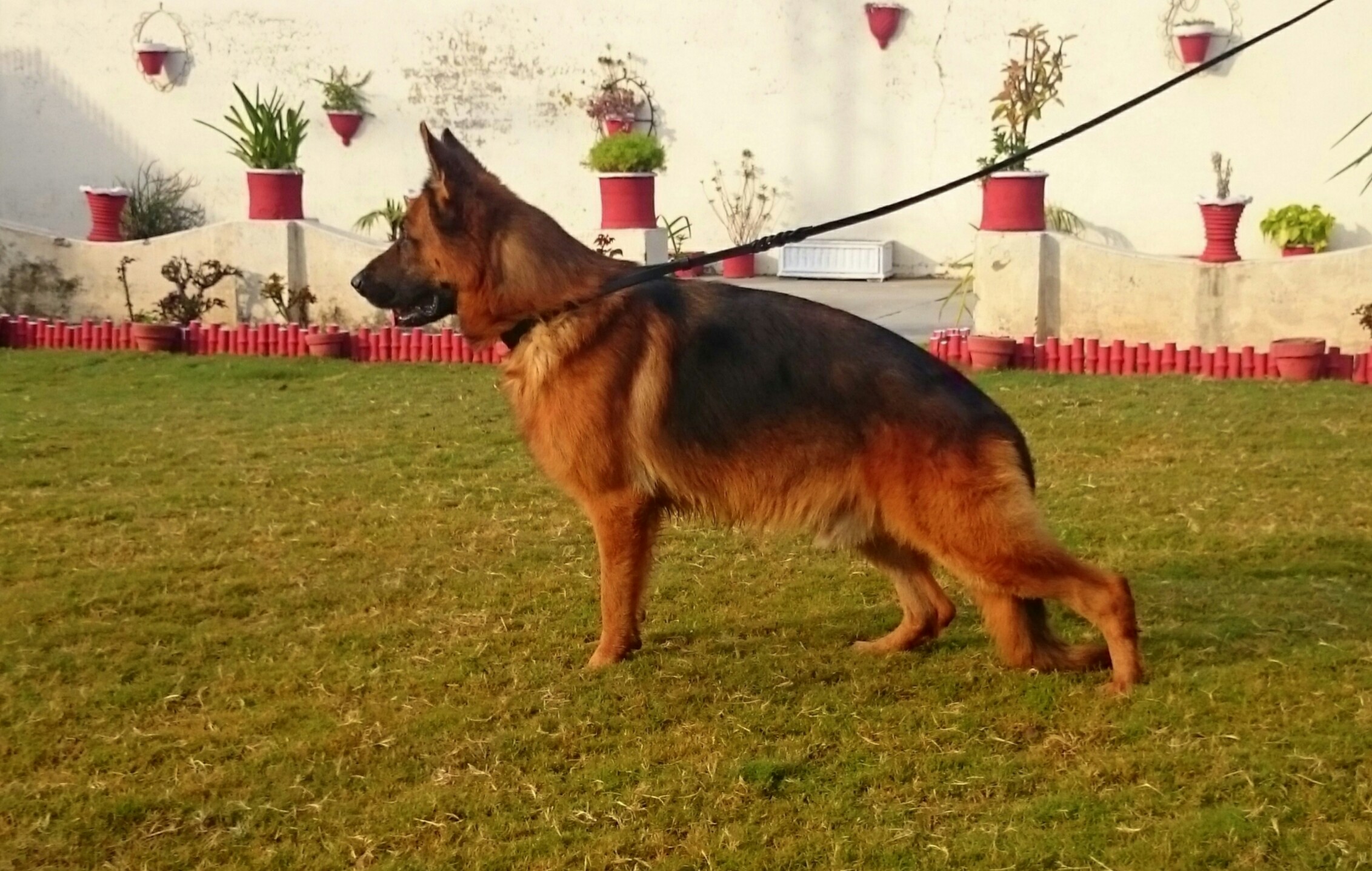 Sheytan vom Naisshaus