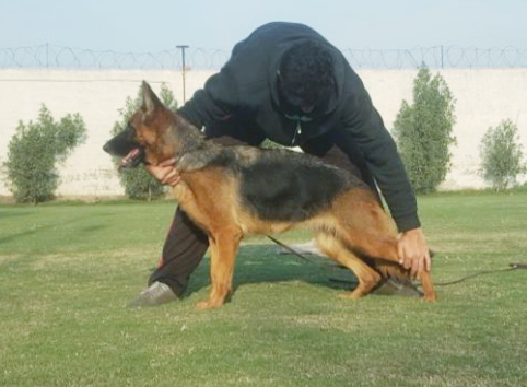 Aliyka vom Sandal Land