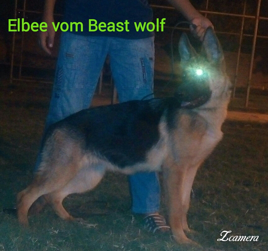 Elbee vom Beast Wolf