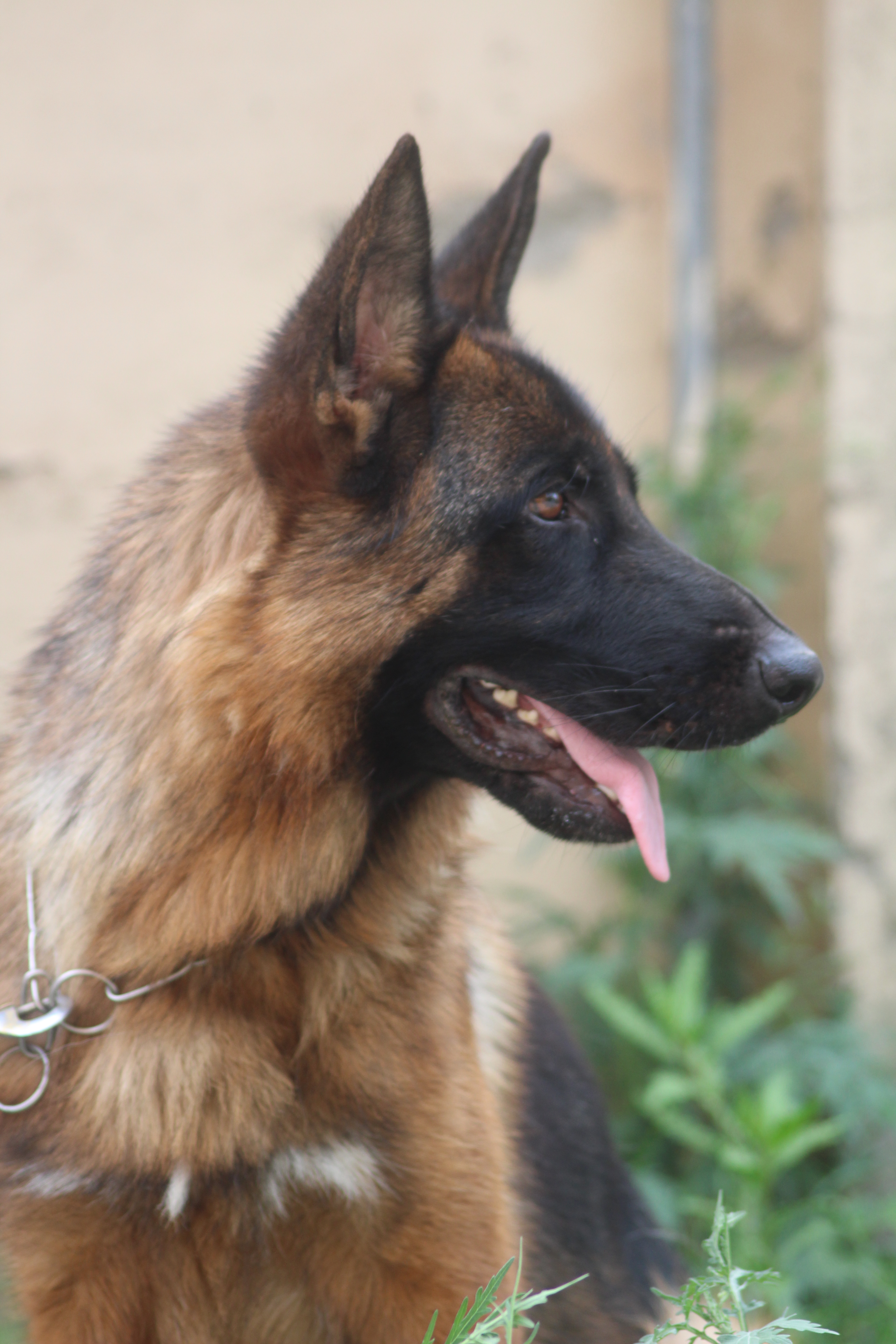 Jack vom Black Pearl