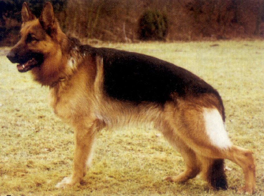 Jaschin von Bad-Boll