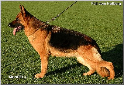Feli vom Hutberg