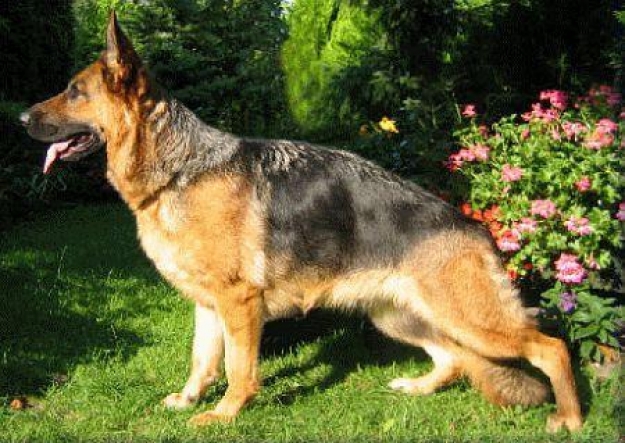 Ra Asarko Lordana