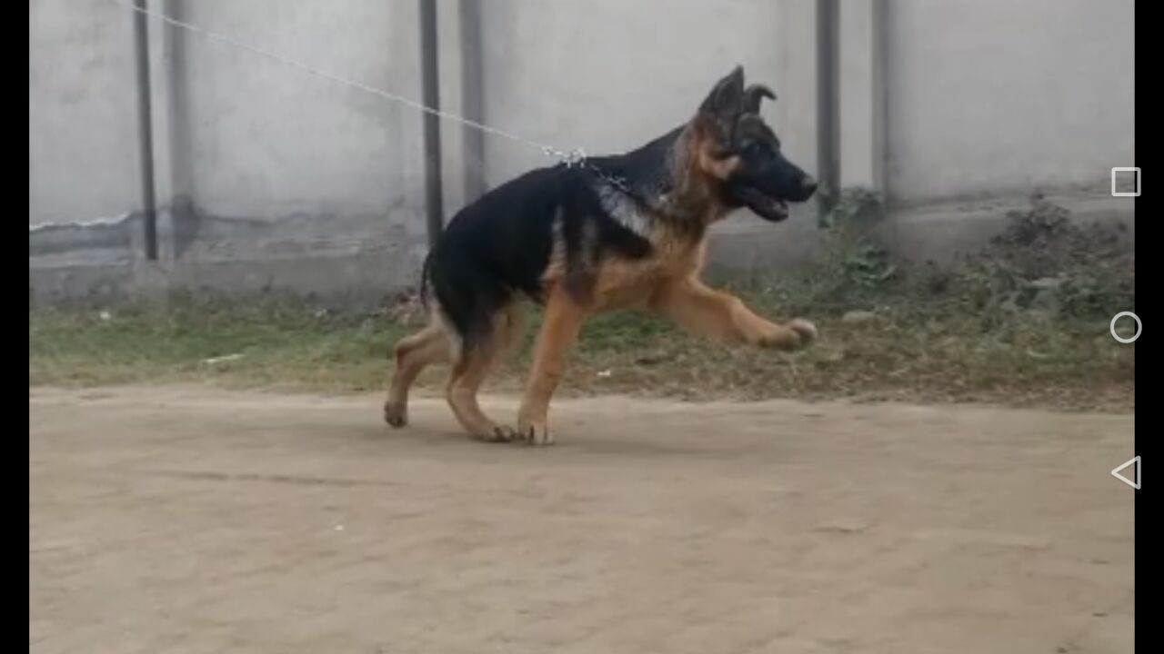 Kairo vom Black Pearl