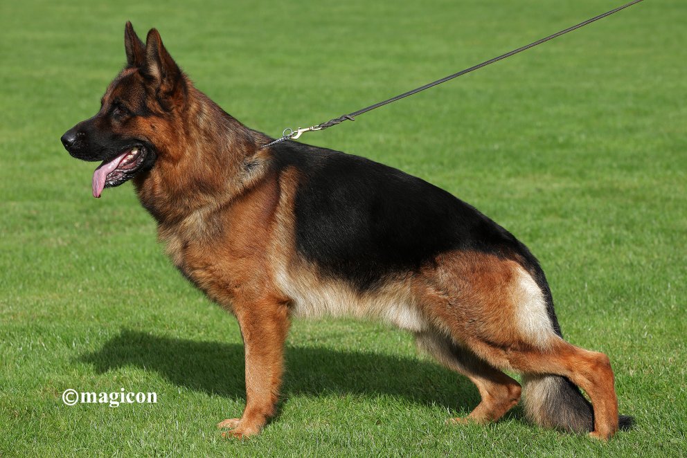 Pacco vom Langenbungert