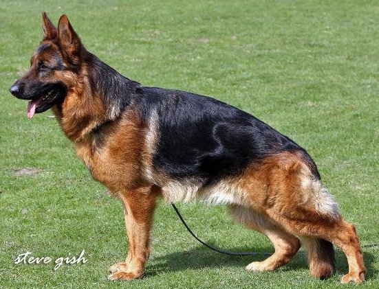 Fritz vom Kuckucksland