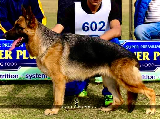 Cobra vom Royal Star