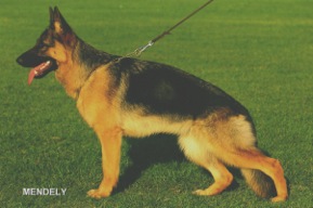 Rapunzel zur Worringer Rheinaue