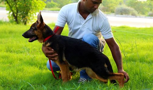 Alexa vom Zuverlassige Hirten