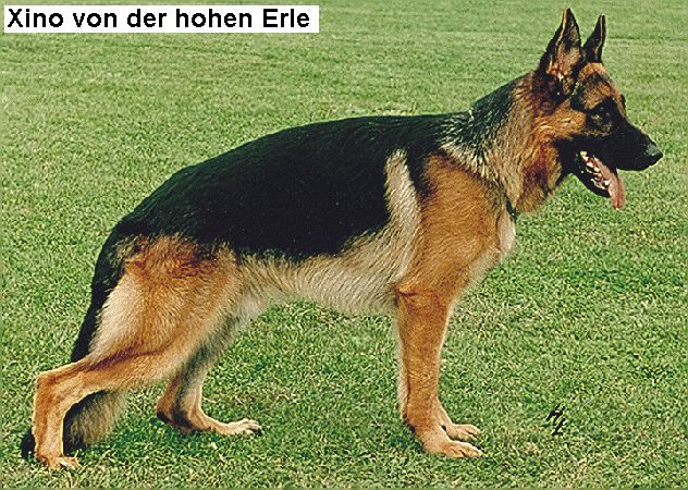 Xino von der hohen Erle